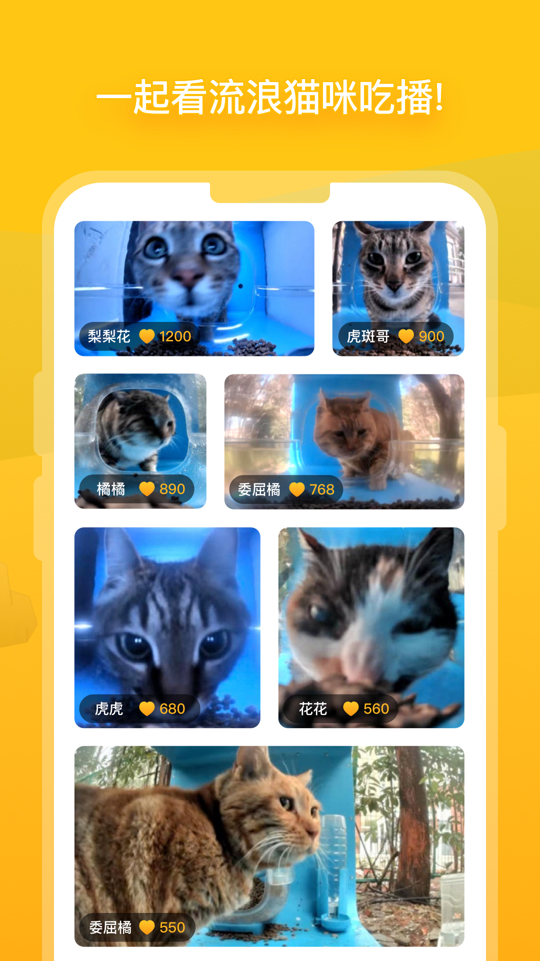 街猫app手机版