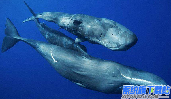怎么理解抖音托鲸|抖音托鲸的用法